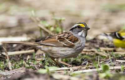 White-throated Sparrow _MKR3349.jpg
