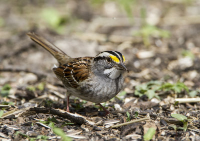 White-throated Sparrow _MKR3454.jpg