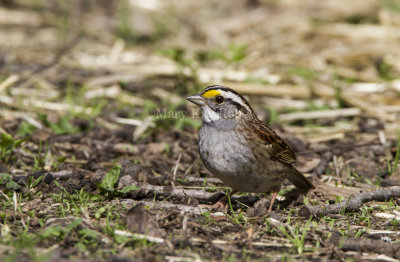 White-throated Sparrow _MKR3525.jpg