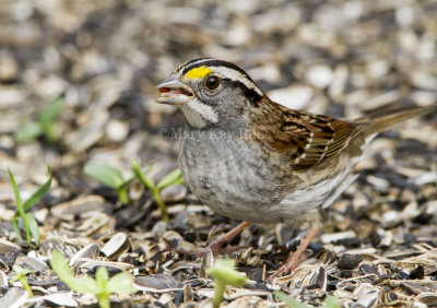 White-throated Sparrow _MKR3529.jpg