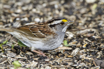 White-throated Sparrow _MKR3536.jpg