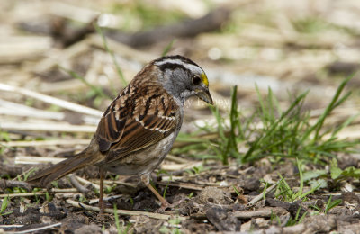 White-throated Sparrow _MKR3544.jpg