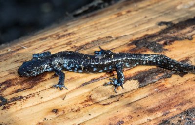 $ Blue-spotted Salamander MKR6372.jpg