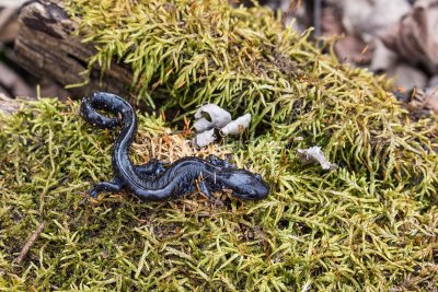 $ Blue-spotted Salamander _2MK5907.jpg