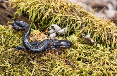 $ Blue-spotted Salamander _2MK5911.jpg