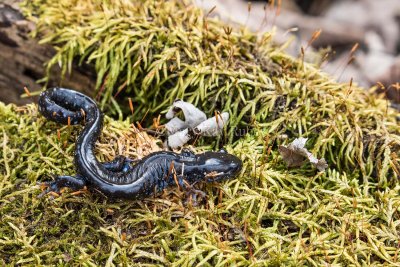 $ Blue-spotted Salamander _2MK5913.jpg