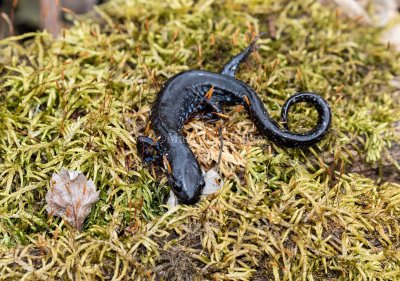 $ Blue-spotted Salamander _2MK5929.jpg