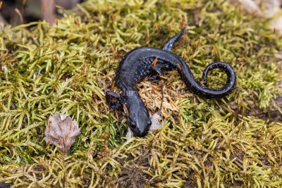 $ Blue-spotted Salamander _2MK5930.jpg