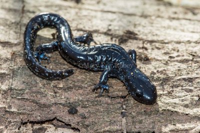 $ Blue-spotted Salamander _MKR6241.jpg