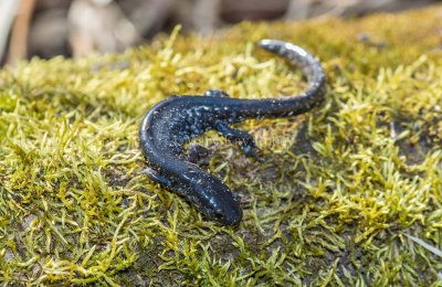 $ Blue-spotted Salamander _MKR6281.jpg
