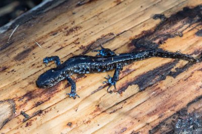 $ Blue-spotted Salamander _MKR6323.jpg