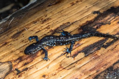 $ Blue-spotted Salamander _MKR6326.jpg