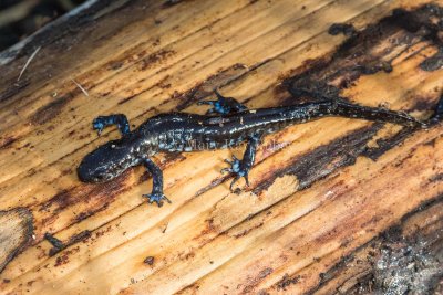 $ Blue-spotted Salamander _MKR6345.jpg