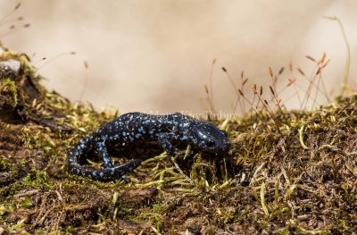$ Blue-spotted Salamander _MKR6409.jpg
