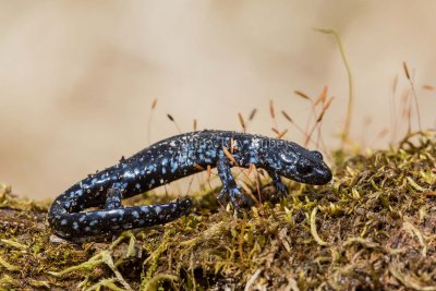 $ Blue-spotted Salamander _MKR6443.jpg