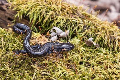 $$ Blue-spotted Salamander _2MK5912.jpg