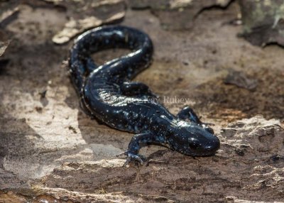 $$ Blue-spotted Salamander _MKR6251.jpg
