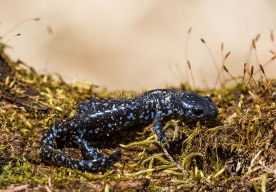 $$ Blue-spotted Salamander _MKR6416.jpg