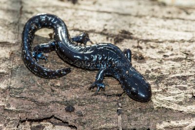 $$$ Blue-spotted Salamander _MKR6245.jpg
