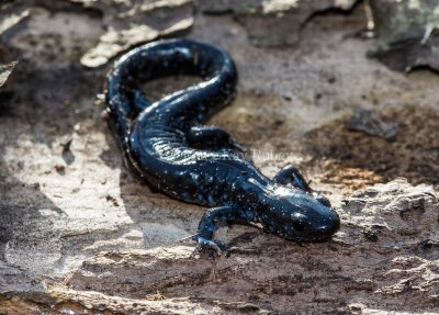 $$$ Blue-spotted Salamander _MKR6252.jpg