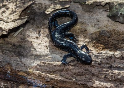 Blue-spotted Salamander _MKR6262.jpg