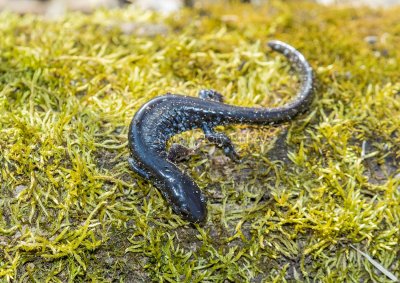 Blue-spotted Salamander _MKR6285.jpg