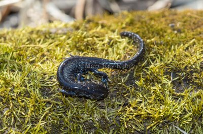 Blue-spotted Salamander _MKR6288.jpg