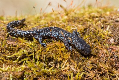 Blue-spotted Salamander _MKR6452.jpg