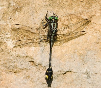 ODONATA (Damselflies & Dragonflies)