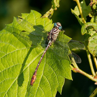 Russet-tipped Clubtail male _7MK6718.jpg