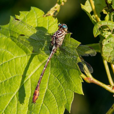 Russet-tipped Clubtail male _7MK6719.jpg