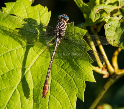 Russet-tipped Clubtail male _7MK6744.jpg