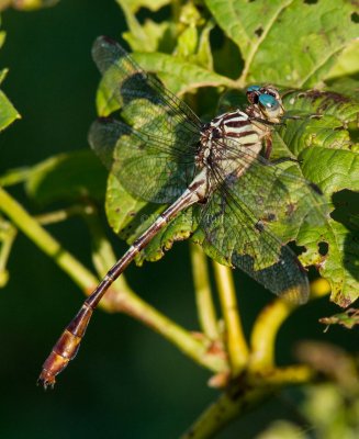 Russet-tipped Clubtail male _7MK6765.jpg