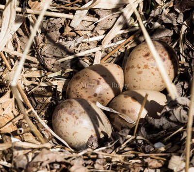 American Woodcock nest with eggs _MKR6468.jpg