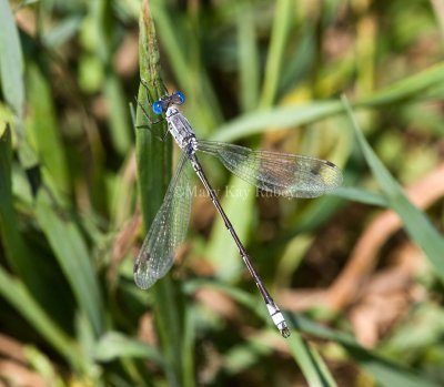 Lyre-tipped Spreadwing male _11R9732.jpg