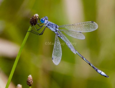 Lyre-tipped Spreadwing male _S9S7936.jpg