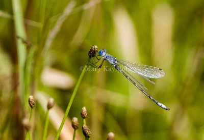 Lyre-tipped Spreadwing male _S9S7949.jpg