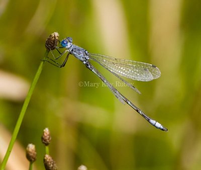 Lyre-tipped Spreadwing male _S9S7951.jpg