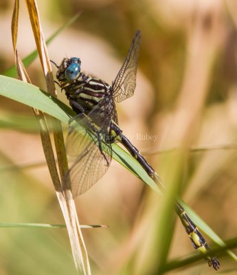 Elusive Clubtail  _7MK7115.jpg