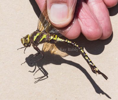 Lance-tipped Darner female _5MK4349.jpg