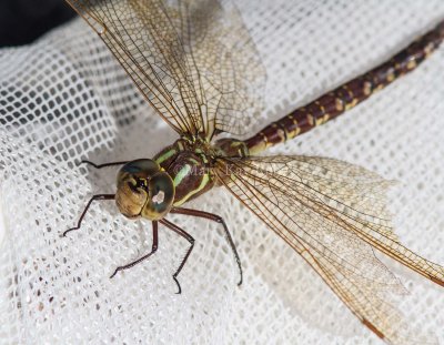 Lance-tipped Darner female _7MK7689.jpg