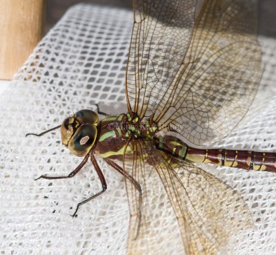 Lance-tipped Darner female _7MK7693.jpg