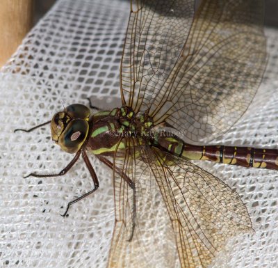 Lance-tipped Darner female _7MK7699.jpg