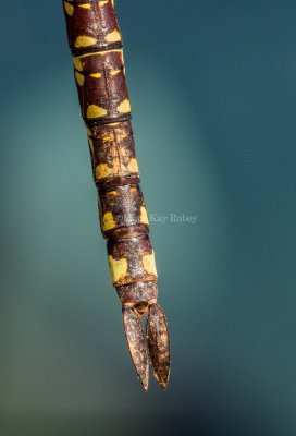 Lance-tipped Darner female caudal appendages dorsal _MG_3147.jpg