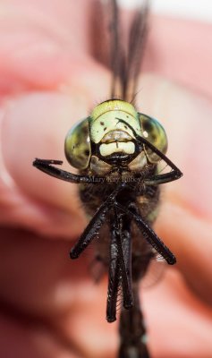 Lance-tipped Darner male face _5MK4320.jpg