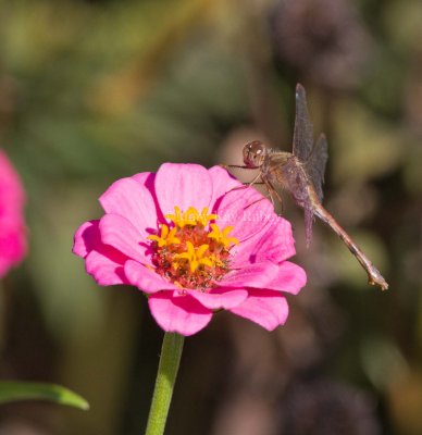 Autumn Meadowhawk female _MG_0515.jpg