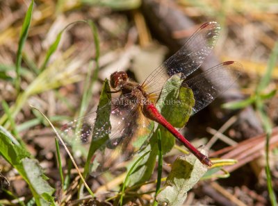 Autumn Meadowhawk female _MG_8860.jpg