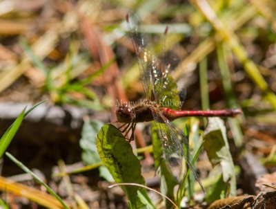 Autumn Meadowhawk female _MG_8862.jpg