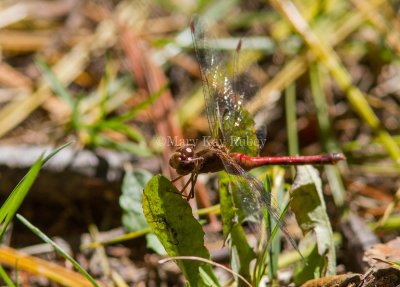 Autumn Meadowhawk female _MG_8864.jpg