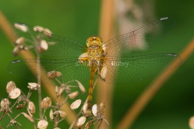 Autumn Meadowhawk juvenile female _11R9417.jpg